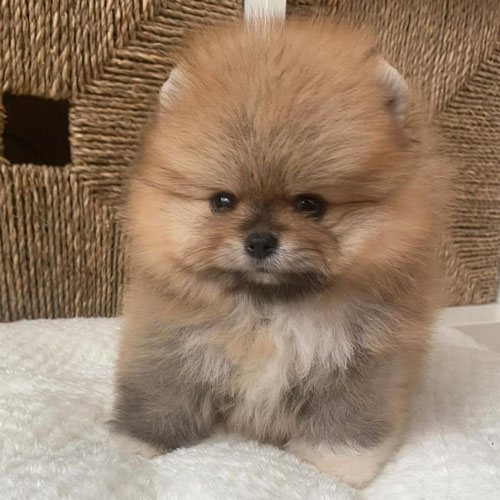Pomeranian