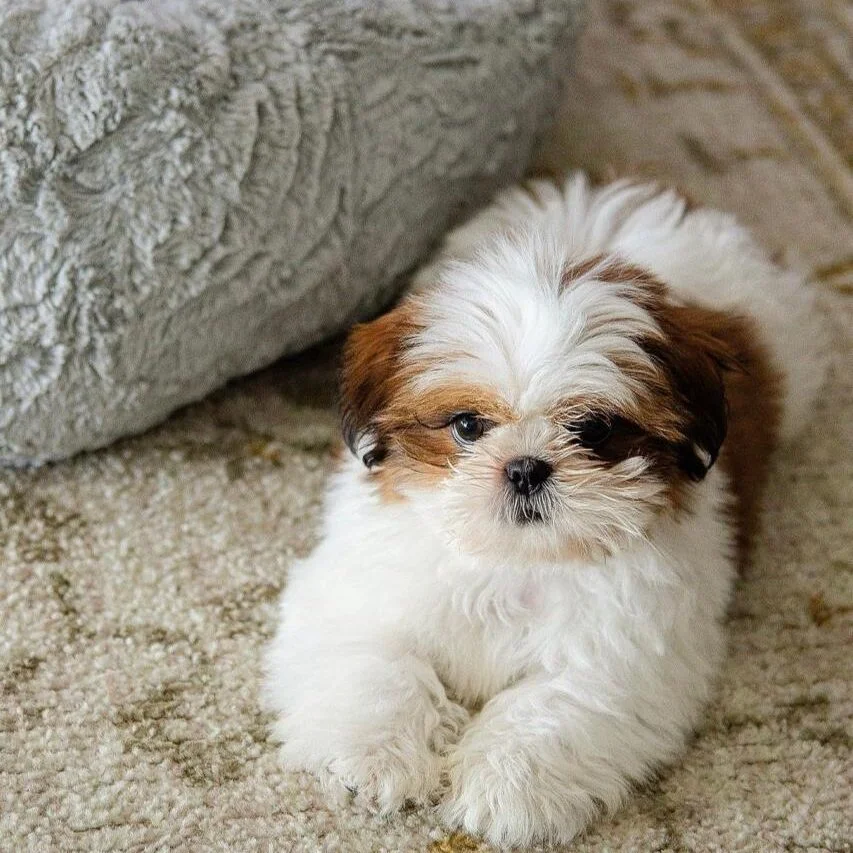 Shih Tzu