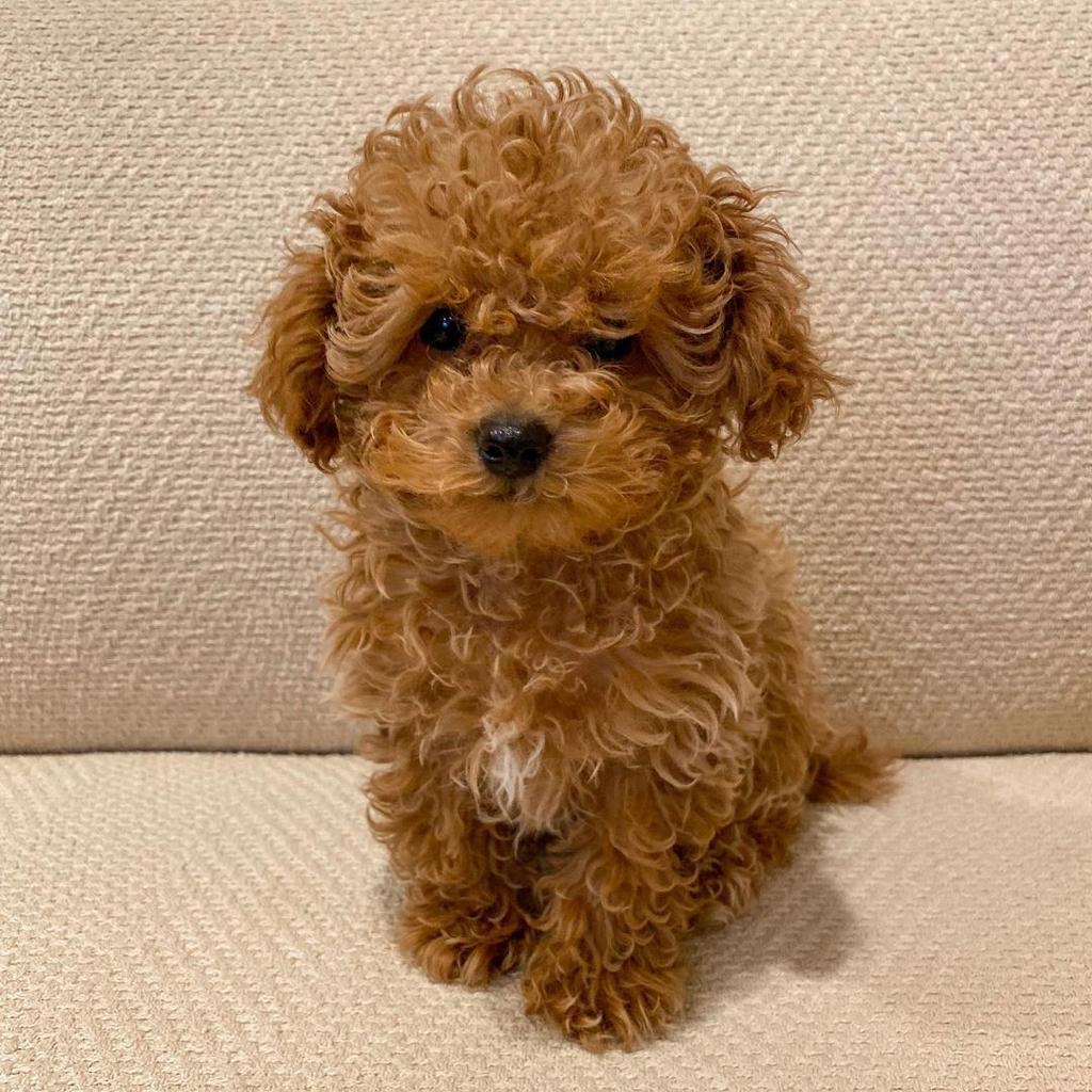 Toy Poodle